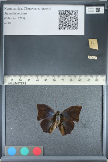 Media type: image;   Entomology 164855